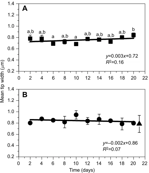 Fig. 6. Time course of hair bundle width at the tip with 1 h day−Comparison of the slopes indicates no significant difference between theexperimental time course and the control time course (slopeand without flow.1 flow Each data point represents the mean±