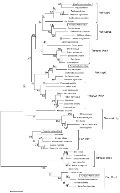 Fig. 1. Phylogenetic relationships among selected teleost and tetrapod Ucp gene sequences