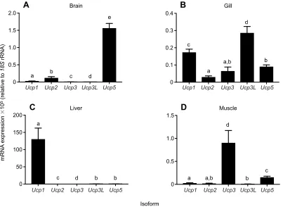 Fig. 2. mRNA expression of Ucpdifference among isoforms within a tissue using Mann(D) muscle