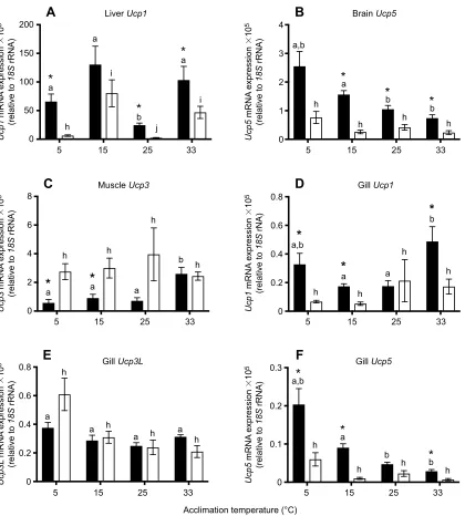 Fig. 3. mRNA of the most highly expressed Ucp isoforms within tissue from northern (black bars) and southern (white bars) F