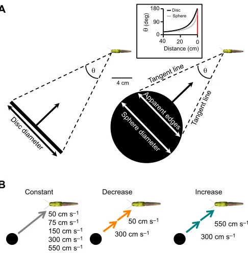 Fig. 2. Raw neural recordings. Data from one locust presented with each ofThe cyan traces are responses to approaches that increased in velocity from300 to 550 cm ssix stimuli