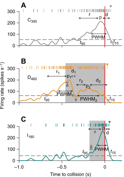 Fig. 3. Descending contralateral movement detector (DCMD) responseparameters.last increased above 95% confidence interval with positive slope;peak, respectively; PWHM, PWHMof firing rate;last spike (arrowhead above raster) before firing rate decreased to 1