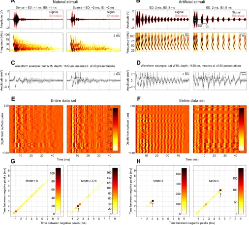 Fig. 3. Stimuli and results of neural data collection. (A) Waveform (top) with envelope (red) and spectrogram (bottom) plots of two natural stimuli recorded in theecho flow corridor (left, dense; right, sparse)