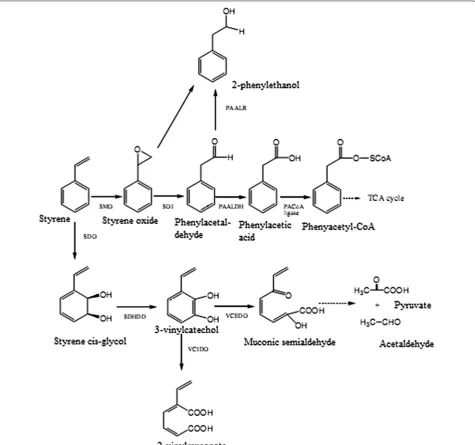 Fig. 5 Systematic diagram of the bacterial conversion of styrene and degraded products
