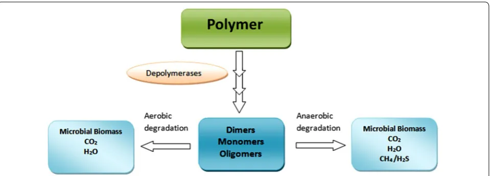 Fig. 6 Biodegradation of polymers in aerobic and anaerobic conditions (Gu 2003)