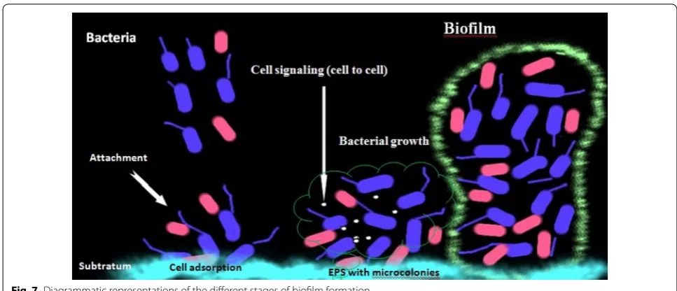 Fig. 7 Diagrammatic representations of the different stages of biofilm formation