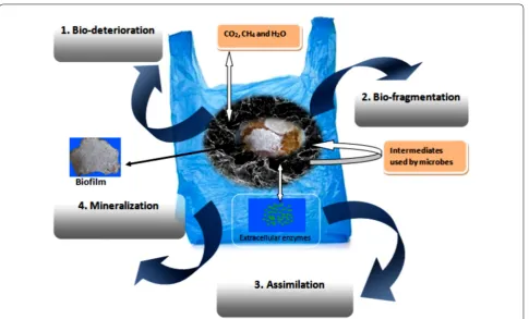 Fig. 3 Microorganisms involved in different steps of polymer biodegradation