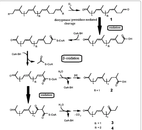Fig. 4 Demonstration of the biochemical steps for poly(cis-1,4-isoprene) degradation by the hypothetical model (Bode et al