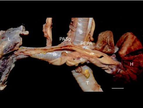 Fig. 1. Gross anatomy of the cardiopulmonary vasculature andassociated structures of a loggerhead sea turtle (H, heart; PEPA, proximal extrapulmonary artery; PASp, pulmonary arterialsphincter; L, lung; T, trachea; B, main bronchus
