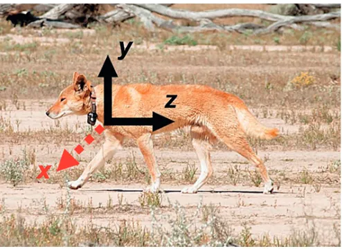 Fig. 1. Dingo wearing a global positioning system (GPS)-accelerometercollar. Arrows indicate axis orientation of the accelerometer (x, sway orside-to-side; y, heave or up-and-down; z, surge or back-and-forth).Photo credit: Casey O’Brien.