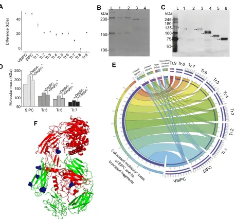 Fig. 4. Post-translational modifications of SIPC. (A) Differences between the apparent and calculated molecular mass of SIPC and its truncated fragments.avoidance bydomains of SIPC that induce gregarious settlement behaviour byis the middle bar and its deg