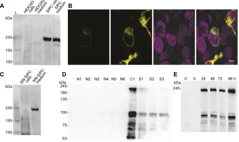 Fig. 1. Expression of recombinant SIPC from Amphibalanus amphitriteinfection with recombinant SpSIPC-expressing baculoviruses