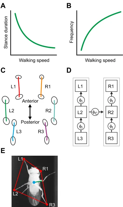 Fig. 2. Kinematic model and static stability. (A,B) Walking speed predictsstance duration and stepping frequency (see also Fig