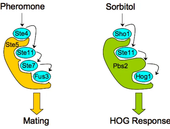 Figure I-2. MAP kinase scaffolds direct signal flow. 