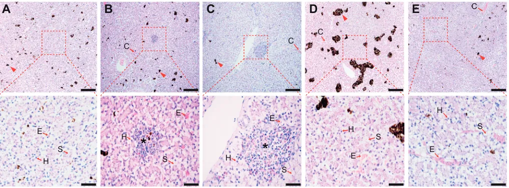 Fig. 1. Light micrographs of liver in the frog Q. spinosa under cold (5°C) and heat (30°C) stress for 12 h and 48 h