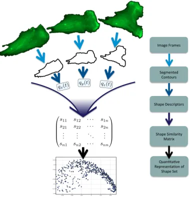 Figure 1.2: Algorithm ﬂow diagram.developed for generation of a low dimensional representation of cell shape.make repeated use of this algorithm for quantitative cell shape analysis on images A ﬂow diagram illustrating the algorithmWeof migrating cells.