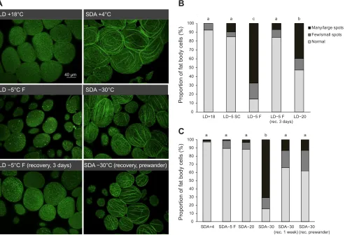 Fig. 4. F-actin aggregation near the fat body cell periphery in malt fly larvae before, immediately after and upon recovery from freezing (visualized byphalloidin staining, confocal microscopy).(SDA larvae), with most spots disappearing upon recovery