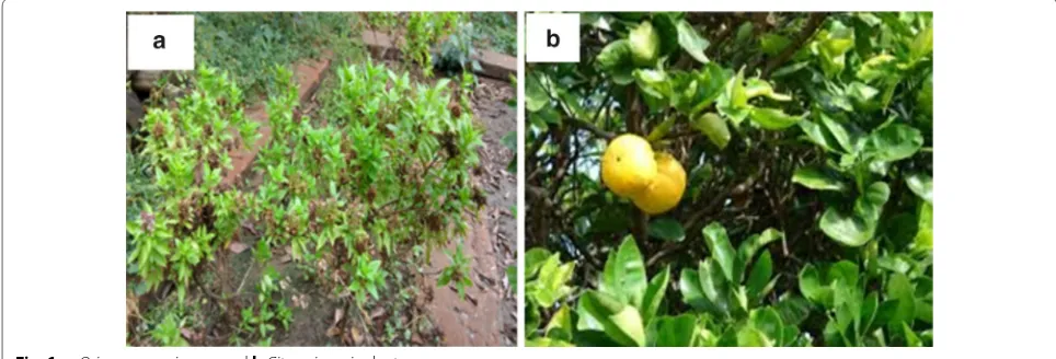 Fig. 1 a Origanum majorana and b Citrus sinensis plant