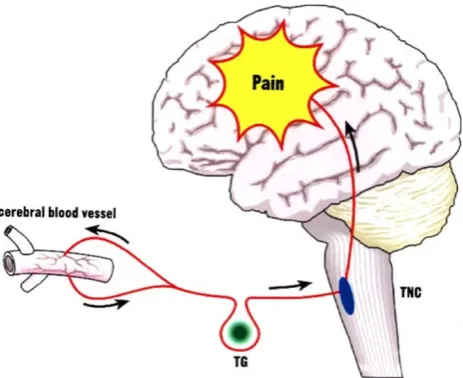 Fig. 1 In migraine attacks, sensory nerves, which innervate thecerebral blood vessels, are activated to antidromically releasecalcitonin gene-related peptide