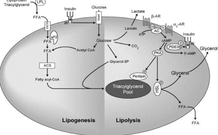 Figure 1.2.3.1 Overview of lipogenesis and lipolysis. In the fasting state, hormone sentitive lipase (HSL) is activated by insulin and hydrolyze intracellular TG to generate NEFA 