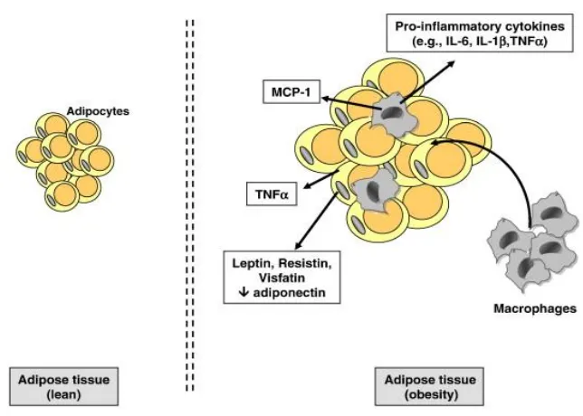 Figure 1.2.4.1 Adipose tissue secretion. In adiposity, enlarged adipocyte becomes dys-regulation, secreting inflammatory cytokines such as IL-6, TNF ans MCP-1, reducing Anti-inflammatory adipokines production and increasing macrophage infiltration