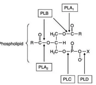 Figure 1.3.1 Phospholipases and their sites of action. Phospholipase A 1 (PLA1), Phospholipase A2 (PLA2), Phospholipase B (PLB), Phospholipase C (PLC), and Phospholipase D (PLD)
