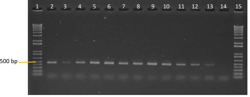 Figure 3.2: 1% agarose gel bands produced from Puccinia specific primers in the ITS region for 