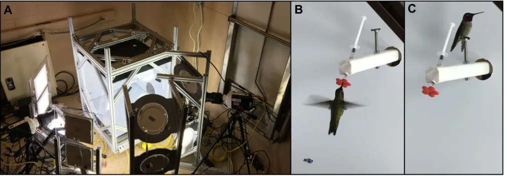 Fig. 1. Aerodynamic force platform setup at low-noise field station. (A) The aerodynamic force platform (AFP) is supported by an 80/20 Inc