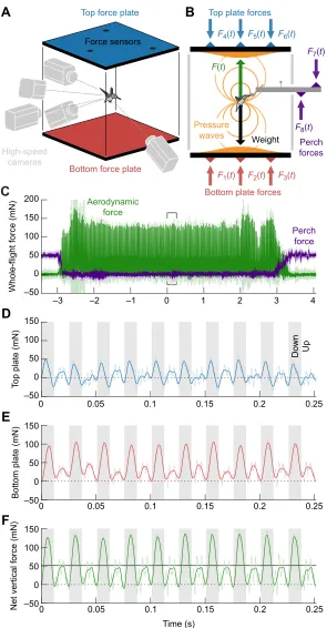 Fig. 2. Vertical aerodynamic force of a hummingbirdmeasuredduring 10 wingbeats (shaded area, downstroke; light colors are3D-calibrated high-speed cameras simultaneously recordedaerodynamic forces and wing kinematics (artificial flower notshown)