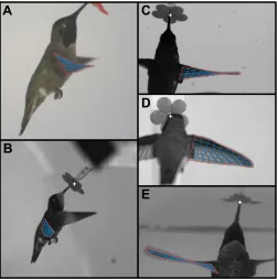 Fig. 3E. The large peak near twice the wingbeat frequency of∼
