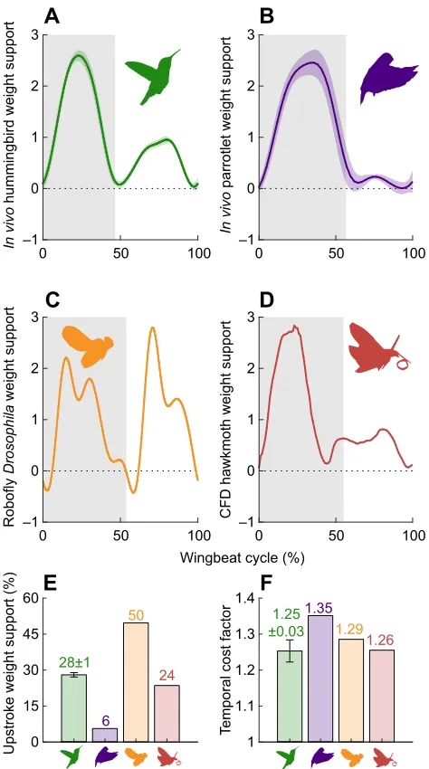 Fig. 5. More equally distributed weight support decreases induced powerpenalty in hummingbirds,and hawk moths incur a lower induced power penalty, represented by thetemporal cost factor (see Appendix, Eqn A1f), than parrotlets, thanks to a moreeven distrib
