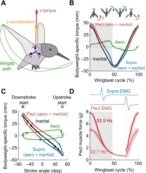 Fig. 7. The pectoralis coordinates upstroke to downstroke reversal,whereas the supracoracoideus coordinates downstroke to upstroke(reversal