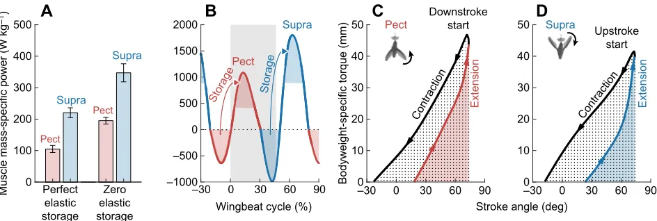 Fig. 8. Negative work during wing deceleration has to be stored and released elastically to hover efficiently