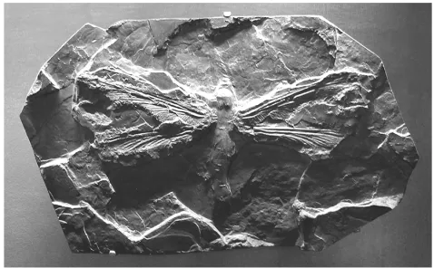 Fig. 1. Mould of a fossil Protodonata with a 35 cm wingspan. LateCarboniferous; Commentry, Allier, France