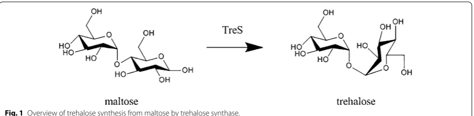 Fig. 1 Overview of trehalose synthesis from maltose by trehalose synthase.