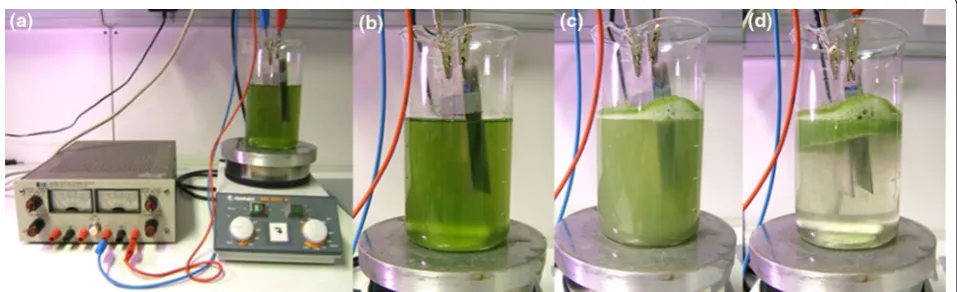 Fig. 1 Electroflocculation process. ing the flocculation process and a Experimental setup: The flocculation experiments were carried out in 100-ml beakers filled with 90 ml of algae suspension