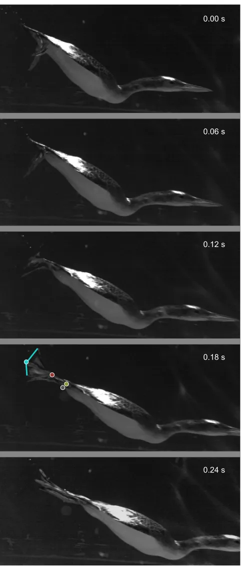 Fig. 2. Lateral view of loon power stroke during straight swimming. Eachimage is cropped from one camera’s full field of view