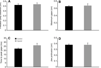 Fig. 4. Differences in maximum prey velocity between control and injuredgroups. Error bars are s.e.m.