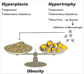 Figure 1.2. Hypertrophy vs Hyperplasia.