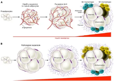 Figure 1.3. Healthy and unhealthy adipose tissue expansion.