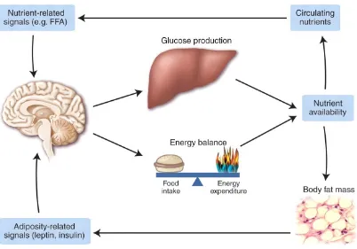 Figure 1.4. Energy homeostasis and hepatic glucose metabolism.