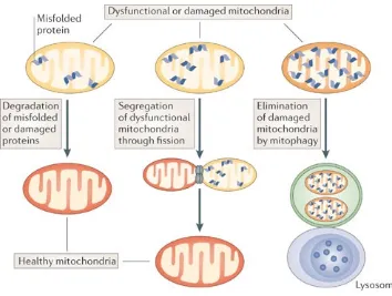Figure 1.5. Origins of mitochondrial dysfunction. 