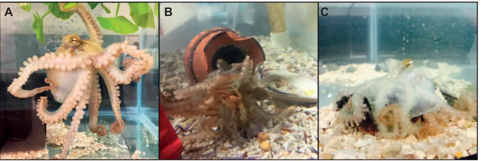 Table 2. Octopus bimaculoides optic gland transcriptome assembly summary