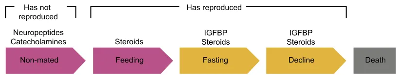 Fig. 6. Updated model of optic gland function in maternal behaviors and death. Arrows indicate behavioral groups (pink: feeds; yellow: abstains fromfeeding)