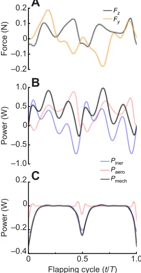 Fig. 2. Wing mass distribution and kinematics of the beetle’chordwise directions. (B) Snapshot of the beetle in flight and the flight path in three flapping cycles