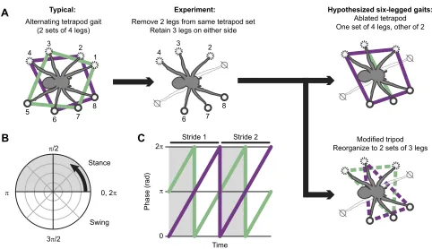 Fig. 1. Phase determination and expected limb coordination patterns for intact and post-autotomy spiders