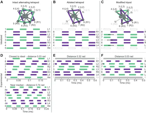 Fig. 2. Idealized and experimental octopedal gait diagrams in the intact and ablated conditions