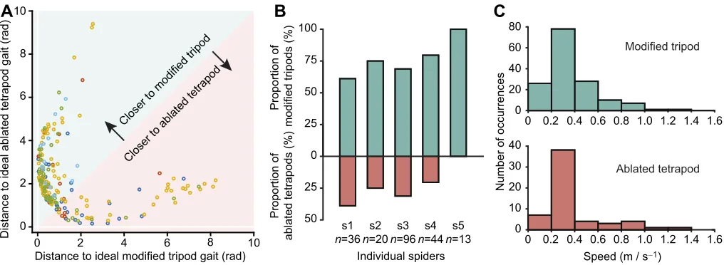 Fig. 3. Classification of spider gaits following autotomy of two limbs. (A) The distance in gait space between the gait of each observed stride and thetwo idealized post-autotomy gaits (modified tripod and ablated tetrapod)