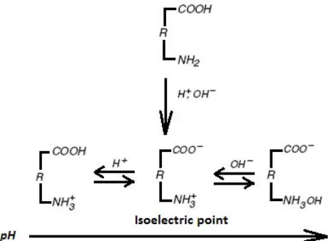 Figure 12. Primary charges of a hydrophilic colloid as a function of pH [38]. 