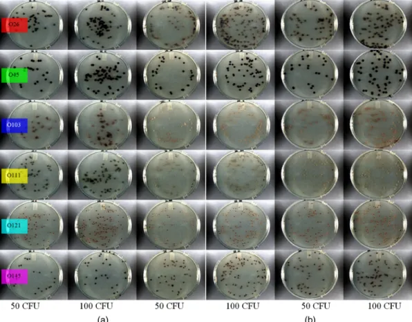 Fig. 7 RGB color images simulated by a camera sensitivity function (Sony ICX445AQ CCD): (a) training set and (b) test set.